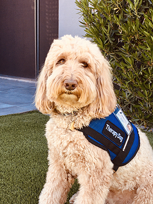 Hudson the Therapy Dog